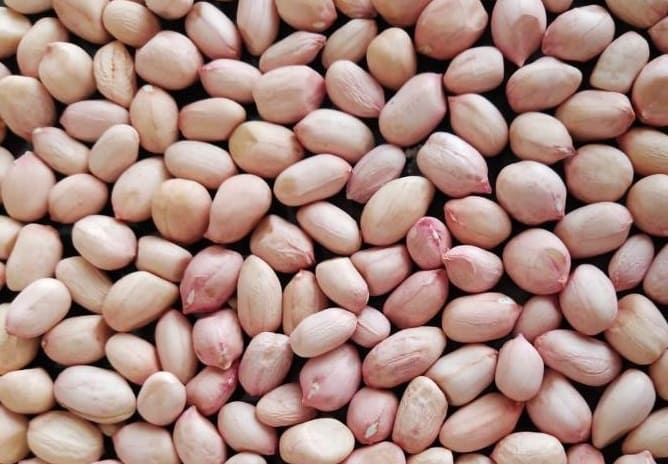 Java peanuts - Manufacturers - Suppliers - Exporters - Importers