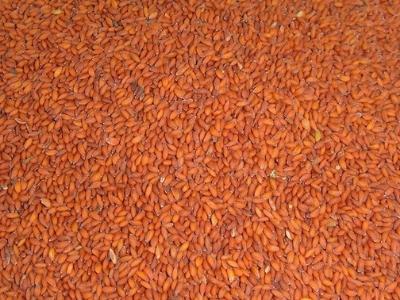 Asaliya Seeds Manufacturers Suppliers Exporters Importers 1