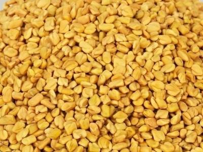 Fenugreek Seeds - Manufacturers - Suppliers - Exporters - Importers
