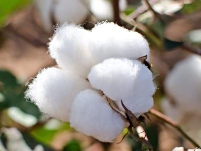 Raw Cotton Cotton Bales Manufacturers Suppliers Exporters Importers