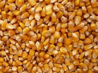 Yellow Corn Maize Manufacturers Suppliers Exporters Importers
