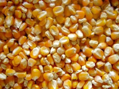 Yellow Corn Maize Manufacturers Suppliers Exporters Importers