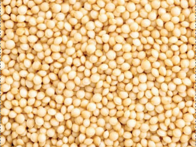Amaranth Manufacturers Suppliers Exporters Importers