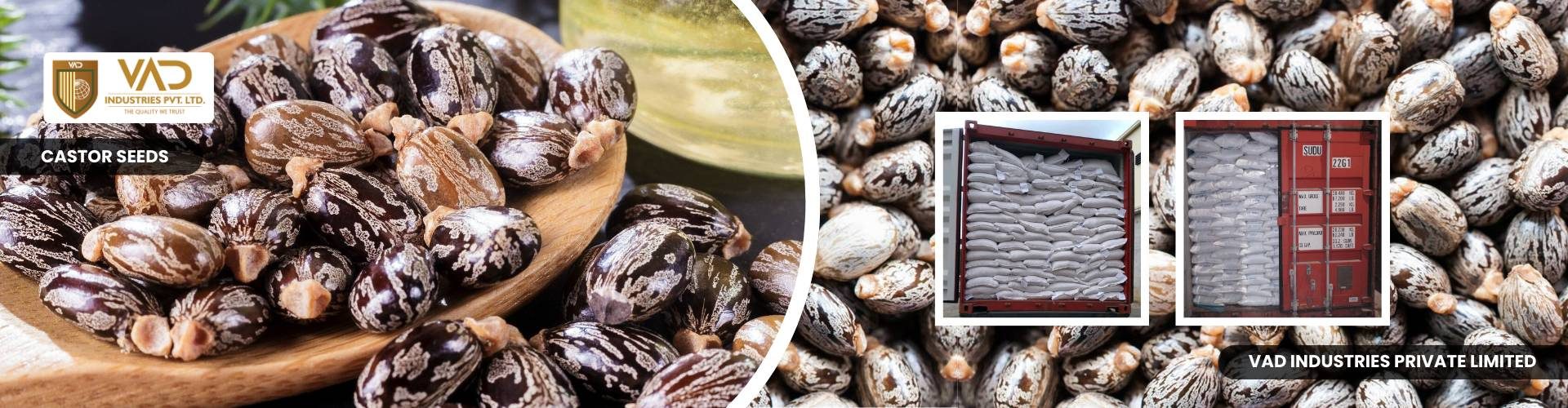 Castor Seeds - Manufacturers - Suppliers - Exporters - Importers