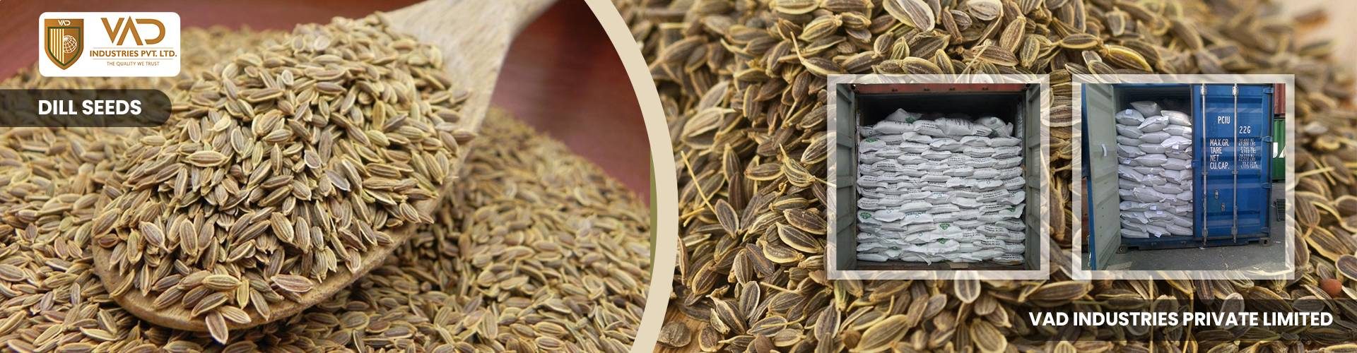 Dill Seeds - Manufacturers - Suppliers - Exporters - Importers