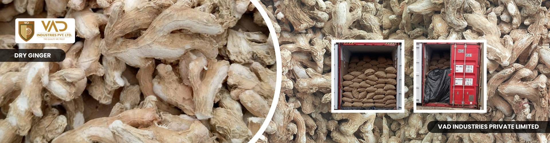 Dry Ginger - Manufacturers - Suppliers - Exporters - Importers
