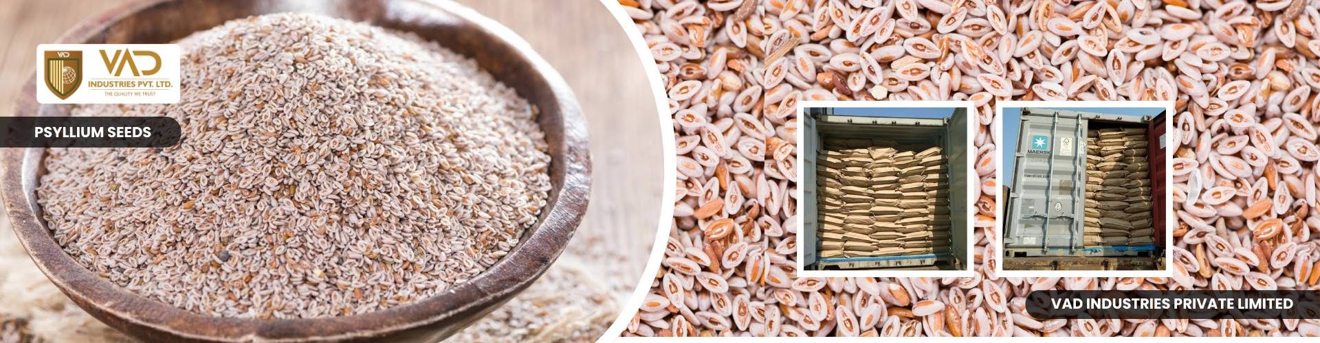 Psyllium Seeds - Manufacturers - Suppliers - Exporters - Importers