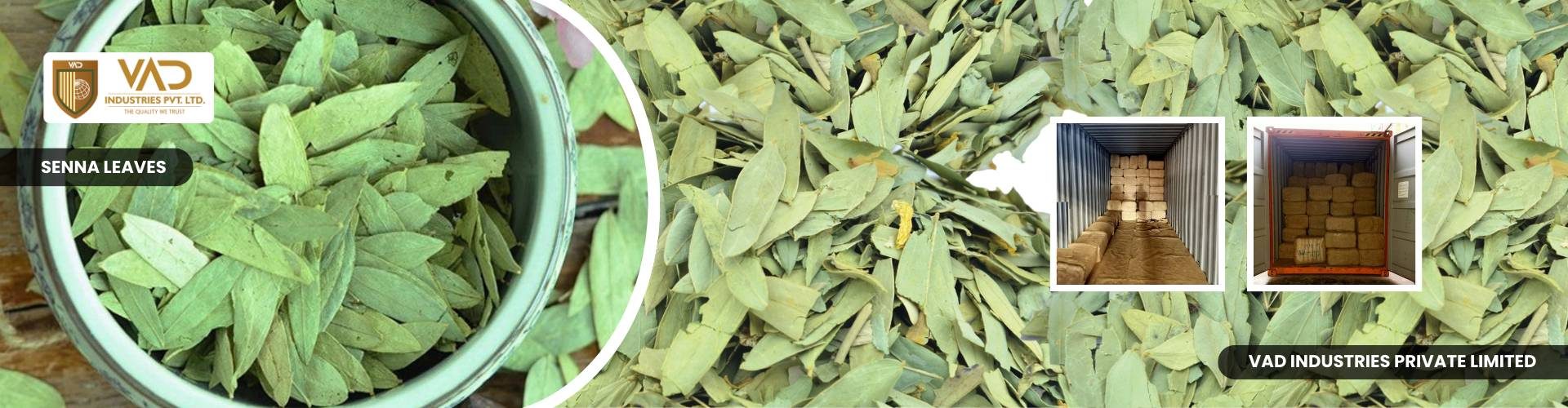 Senna Leaves - Manufacturers - Suppliers - Exporters - Importers