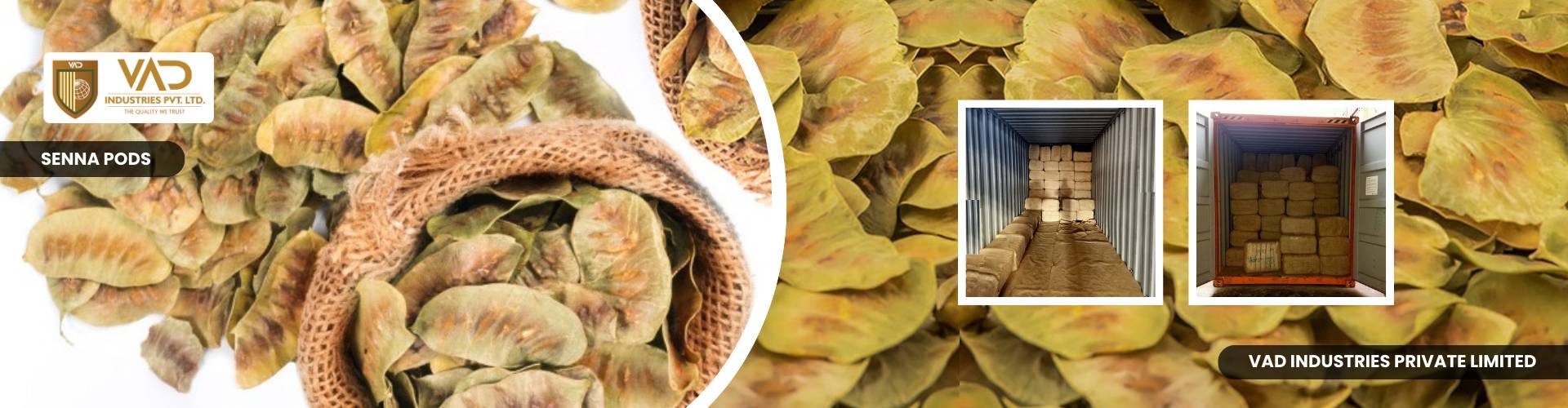Senna Pods - Manufacturers - Suppliers - Exporters - Importers