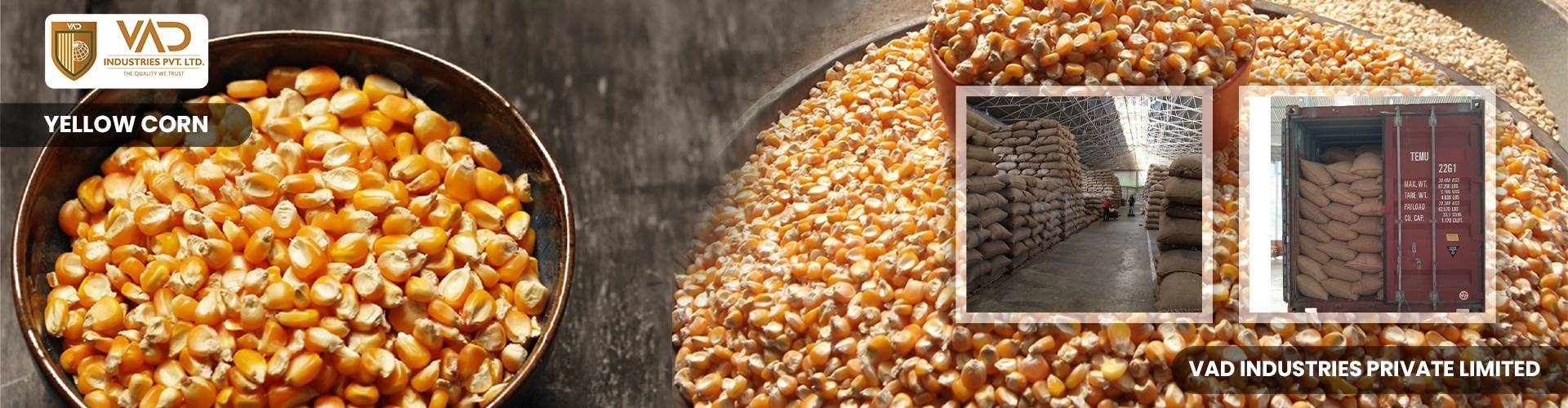 Yellow Corn - Maize - Manufacturers - Suppliers - Exporters - Importers